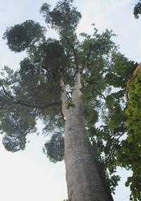 Дерево Альстония Емиен