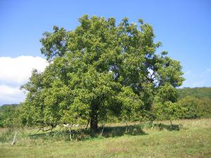 дерево грецкий орех