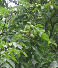 Листья и плоды грецкого ореха